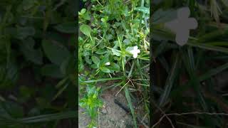 Southern bluet or Houstonia micrantha naturewithtuli nature tree world [upl. by Giulio]