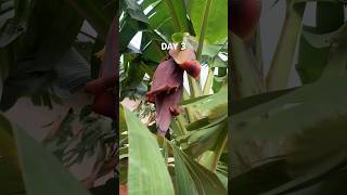 How Plantain Grows Day 3 shorts [upl. by Anitirhc]