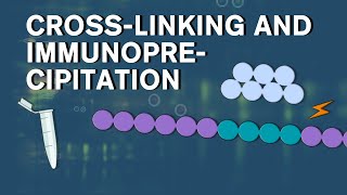 Crosslinking and ImmunoPrecipitation [upl. by Novyaj]