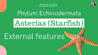 External features of Asterias Starfish  Zoology [upl. by Aidyn]