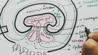 Extraembryonic membrane  amnion chorion allantois yolksac  EEM  organs from germ layers [upl. by Webber]