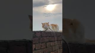 Partian Cat 🐱 Male 😘patiancatmale shorts youtubeshorts animals [upl. by Dodds415]