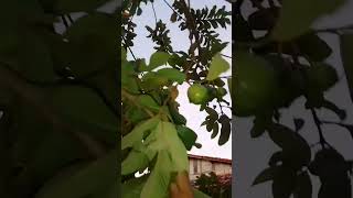 pé de goiaba goiaba planta fruta [upl. by Higley]