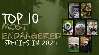 Top 10 Most Endangered Species in 2024 endangeredspecies 2024 [upl. by Anelegna]