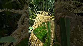 honey bees working some palmetto in south Florida beekeeping [upl. by Syverson]