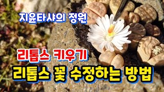 리톱스 키우기리톱스꽃 수정하는 방법 Growing LitopsLithops flower How to fix it [upl. by Swagerty143]