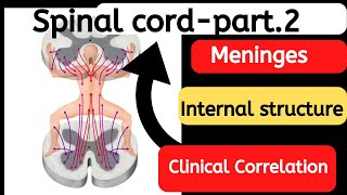 Spinal Cord  Positional changes  Spinal meninges Processes of Piamater External features [upl. by Goldstein]