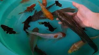 Marble Sleeper Goby Bumblebee Catfish Pleco Koi Carp Fish Snail Goldfish Cute Pets animals Videos [upl. by Airtemed]