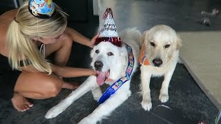 KODAS THIRD BIRTHDAY Super Cooper Sunday 65 [upl. by Neeluj157]