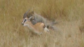 MUST SEE Leopard Hunts Gazelle on Safari Tour Masai Mara Kenya Africa Full animal hunt [upl. by Aihseym812]