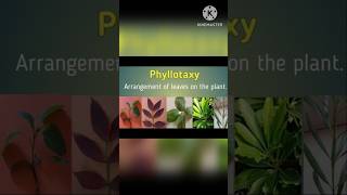 Phyllotaxy  Easy notesmystery soni [upl. by Crowe]