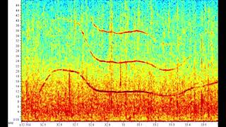 Stenella longirostris golfinho rotador espectrograma das emissões acústicas [upl. by Fem]