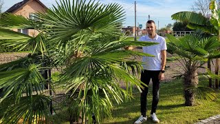 Zakończenie sezonu Pomiary palm Trachycarpus Fortunei Wagnerianus Butia Capitata Brahea Armata [upl. by Cott]