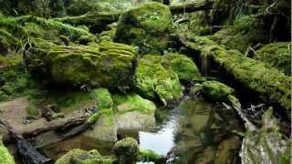 Bullock Creek Paparoa National Park Punakaiki West Coast New Zealand [upl. by Htirehc]