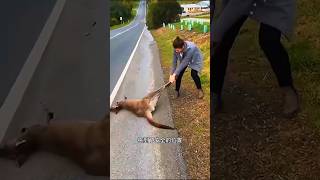 I found a kangaroo lying on the road sorts sortvideo sort [upl. by Nickolaus]