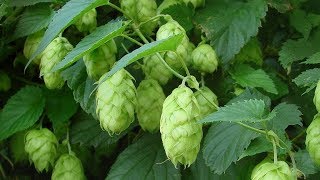 ⟹ NUGGET HOPS  Humulus lupulus  This is the last year im growing it heres why [upl. by Alyse]