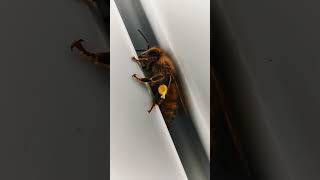 This is Beckett the Female Worker Honey Bee [upl. by Carothers]