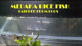 Medaka Rice Fish hatched from eggs [upl. by Mauro608]