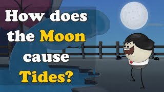 How does the Moon cause Tides  more videos  aumsum kids science education children [upl. by Mitchiner]