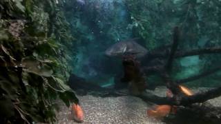 Toledo Zoo Aquarium May 2010 2 [upl. by Hannus]