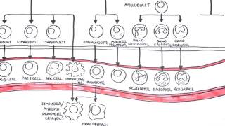 An introduction to Haematopoesis [upl. by Hamlet346]