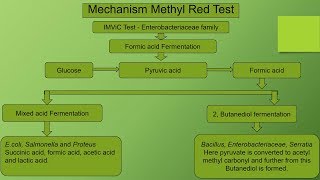 Methyl Red Biochemical test  IMViC [upl. by Sorac]