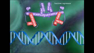 TRYPTOPHAN OPERON [upl. by Jit]