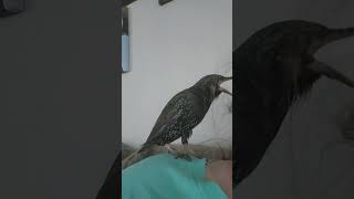 Tweeters the talking Starling LOL My boy is in a mood He knocked my glasses off of my face [upl. by Primo]