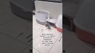 Sekarang Miko mainnya ditemenin babahnya karena Tami udah ga ada shorts kucing videokucing [upl. by Florri866]