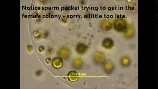 Sexual Reproduction in Volvox [upl. by Arreyt]