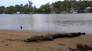 Lambeth Reserve Georges River Sydney [upl. by Harikahs561]