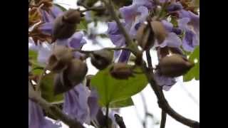 Princess Tree Paulownia tomentosa [upl. by Surbeck375]