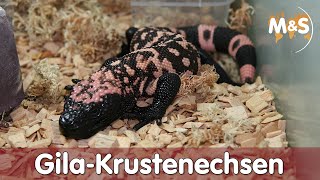 Achtung giftig  Gila Krustenechsen Basic  Reptil TV [upl. by Padraic]