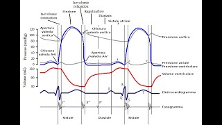 Wiggers Diagram [upl. by Falcone]