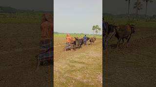 The beauty of the village is agriculture villagelife shortvideo [upl. by Lucchesi]