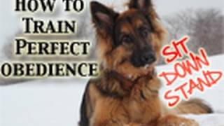 How To Teach Any Dog PERFECT Obedience SitDownStand [upl. by Nelyt229]