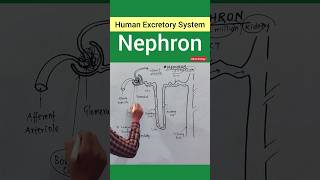 Nephron Structure kidney excretorysystem nursing ncertbiology neet2024 [upl. by Gifferd796]