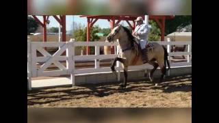 Divo RS Caballo BayoBuckskin Andalus PRE con musica  Rancho Rivera [upl. by Vern]