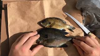 How to Fillet Bluegill  QUICK and EASY [upl. by Airotel177]