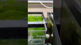 I Hatch Japanese Rice Fish aquarium fishtank fishkeeping [upl. by Enitnatsnoc483]