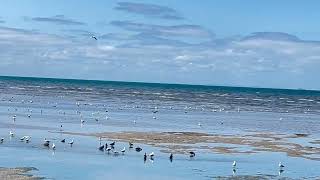 Australia’s Hobsons Bay Beach [upl. by Duwalt]