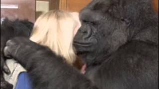 Gorilla Vocalizations Koko quotPurrsquot [upl. by Bello829]