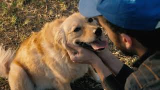 Dog being petted [upl. by Aihsa]