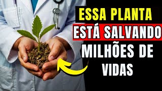 🥬A PLANTA MEDICINAL MAIS PODEROSA QUE VOCÊ DEVE TER NO SEU JARDIM [upl. by Lemkul]