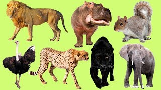 Los Animales africanos para niños  Aprender Animales africanos  El Sonido de los Animales [upl. by Zackariah]