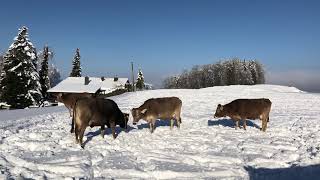 Winterzauber  Teil 2  Jodlerklub EbnatKappel Toggenburg mit dem Naturjodel D’Begegnig [upl. by Aiyt363]