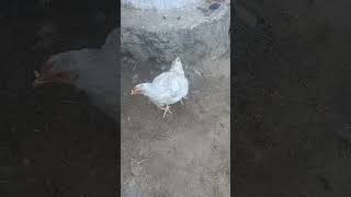 Poultry hen [upl. by Aseram]