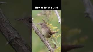 Can you identify this brown bird [upl. by Plante]