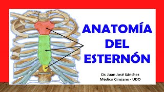 🥇 ANATOMÍA DEL ESTERNÓN Rápida y Sencilla [upl. by Had]