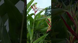 Brighten your garden with stunning Heliconia heliconia variegatedheliconia kalaguragampa [upl. by Esac]